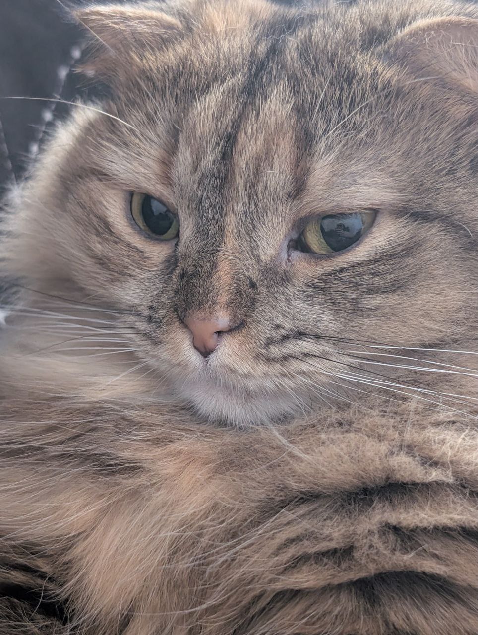 Милый котик